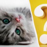 Endast personer med hög IQ kan upptäcka en katt på