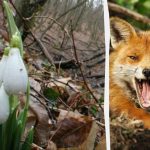 Optisk illusion visar dig vad din IQ är: du måste hitta en räv i skogen på 9 sekunder Optisk illusion visar dig vad din IQ är: du måste