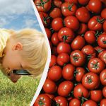Snabbt IQ-test: endast ett fåtal hittar ett granatäpple bland tomaterna